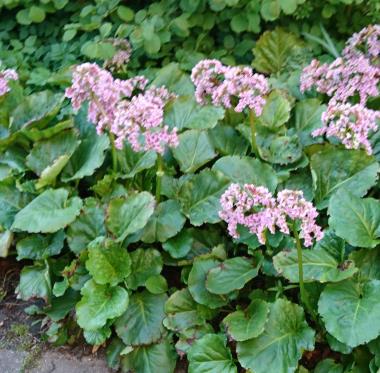 Billede af blomst